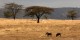 Tanzanie - 2010-09 - 111 - Serengeti - Phacocheres